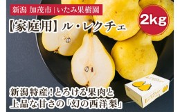 【ふるさと納税】【2024年先行予約】新潟特産 幻の洋梨ル・レクチェ 家庭用 約2kg （5〜7玉）  《11月下旬以降、順次発送》 令和5年新潟