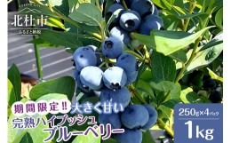 【ふるさと納税】【2024年先行予約】6月〜7月発送！大きく甘い、完熟ハイブッシュブルーベリー　1kg（250g×4パック）