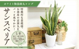 【ふるさと納税】【観葉植物】サンスベリア 5号 ホワイト陶器鉢 丸ロング 高さ：約35cm〜50cm内外(鉢底より) 【観葉植物 植物 鉢付 イン