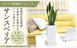 【ふるさと納税】【観葉植物】サンスベリア ホワイト陶器鉢 6号 ストレート 高さ：約55〜70cm 【観葉植物 植物 鉢付 インテリア 部屋 室