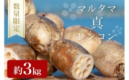 【ふるさと納税】【数量限定・先行予約】＜9月上旬〜下旬発送予定＞ マルタマ真レンコン 3kg 17-AC