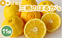 【ふるさと納税】 晩柑  はるか    三栖の『はるか』’ｓ11個入　 ※２月中旬〜3月上旬頃に順次発送予定【期間限定・先行予約・1月末まで