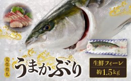 【ふるさと納税】S137-004_【天草育ち】活じめ！うまかぶり生鮮フィーレ 約1.5kg（真空パックでお届け）