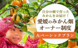 【ふるさと納税】自分の畑が持てる!みかんオーナー制度:Aベーシックプラン＜H25-111＞ミヤモトオレンジガーデン【1411125】