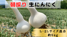 【ふるさと納税】【2024年青森県田子町産 生にんにく(なま)】L＆2L size『5kg』