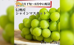 【ふるさと納税】2024年先行予約【信州長野県産】7月〜8月発送　シャインマスカット2房