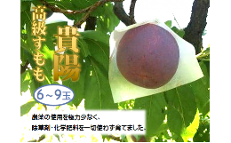 【ふるさと納税】【２０２４年発送分】富士川町産 すもも 貴陽  6-9玉（2L-4Lサイズ）スモモ 李 フルーツ 果物 プラム 低農薬 産地直送 