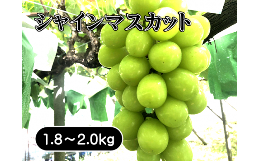 【ふるさと納税】【2024年発送分】 シャインマスカット 1.8kg-2.0kg (2~4房) 産地直送 フルーツ シャイン マスカット ブドウ ぶどう 山梨