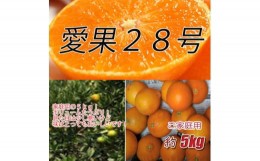 【ふるさと納税】訳あり 愛果28号 5kg ご家庭用 みかん 愛媛 人気 数量限定 先行予約 柑橘 【2024年12月発送】｜B148