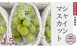 【ふるさと納税】【先行予約】 茨城県産 シャインマスカット 約1.5kg（2〜4房）(茨城県共通返礼品 かすみがうら市)  (2024年9月中旬発送