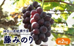 【ふるさと納税】2024年 大玉 高級品種ぶどう 藤みのり 約2kg ぶどう 藤稔 神奈川県 綾瀬市産