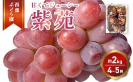 【ふるさと納税】西部ぶどう園 紫苑 4〜5房 約2kg 葡萄 フルーツ 果物