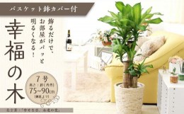 【ふるさと納税】【観葉植物】幸福の木 7号 ホワイトバスケット鉢カバー 高さ：約75cm〜90cm内外(鉢底より)｜観葉植物 インテリア 部屋 