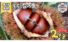 【ふるさと納税】【2024年9月上旬発送開始】鶴沼 の 栗 2kg (茨城県共通返礼品／石岡市) 和栗 国産栗 くり 栗 生栗 オーガニック肥料 果