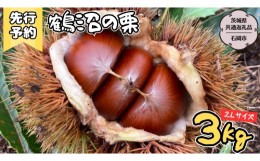 【ふるさと納税】【2024年9月上旬発送開始】鶴沼 の 栗 3kg (茨城県共通返礼品／石岡市) 和栗 国産栗 くり 栗 生栗 オーガニック肥料 果