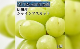 【ふるさと納税】2024年先行予約 7月下旬〜8月上旬発送　極上シャインマスカット1房