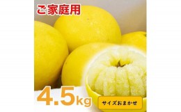 【ふるさと納税】生産者直送　土佐文旦　4.5kg　[サイズおまかせ　2L〜4L]　家庭用 文旦 柑橘 みかん フルーツ ぶんたん ブンタン 果物  