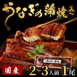 【ふるさと納税】うなぎの蒲焼き2〜3人前(1尾)