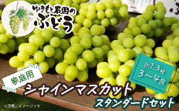 【ふるさと納税】ゆきもと農園 ＜ 家庭用 ＞ シャインマスカット スタンダードセット 約1.3？ 3〜4房　2024年8月〜9月発送