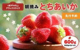 【ふるさと納税】【先行予約】厳選朝摘み とちあいか ３Lより大きいデラックス 600g 真岡市 栃木 送料無料