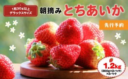 【ふるさと納税】【先行予約】厳選朝摘み とちあいか ３Lより大きいデラックス 1.2kg 真岡市 栃木 送料無料