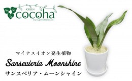 【ふるさと納税】マイナスイオン発生植物『 サンスベリア ・ ムーンシャイン 』  糸島市  / cocoha [AWB024] 観葉植物 インテリア