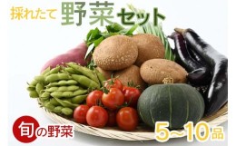 【ふるさと納税】【産地直送】採りたて野菜セット≪旬の野菜 新鮮 詰め合わせ 栃木県産 国産≫