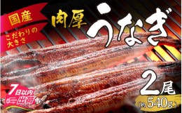 【ふるさと納税】国産 活うなぎ蒲焼 約540g (約270g×2尾）【愛知県産 国産 無着色 鰻 ウナギ うなぎ】 [B-124003] 