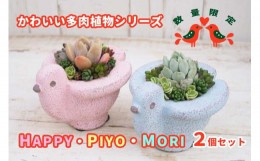 【ふるさと納税】東北最大級のガーデニング専門店　厳選　かわいい多肉植物シリーズ　数量限定『HAPPY PIYOMORI〜ハッピーピヨモリ〜』2