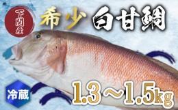 【ふるさと納税】白 甘鯛 1.3〜1.5kg 冷蔵 高級 魚 鮮魚 シロ アマダイ 鯛 下処理 済み 新鮮 下関 唐戸市場 直送