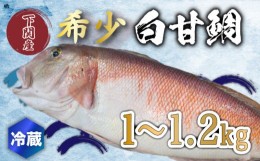 【ふるさと納税】白 甘鯛 1〜1.2kg 冷蔵 高級 魚 鮮魚 シロ アマダイ 鯛 下処理 済み 新鮮 下関 唐戸市場 直送