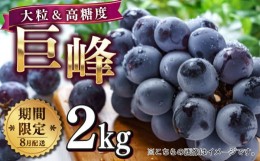 【ふるさと納税】【8月中旬以降発送予定】大粒 巨峰 2kg フルーツ 果物 ぶどう 長崎市/こすもす会 [LBT010]