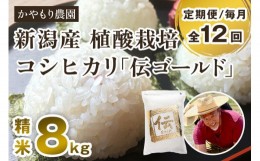 【ふるさと納税】【定期便12ヶ月毎月お届け】新潟産コシヒカリ「伝ゴールド」白米真空パック 精米8kg（2kg×4）南麻布の高級料亭で提供さ