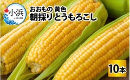 【ふるさと納税】【先行予約】とうもろこし 10本 おおもの 黄色 朝採り【2024年7月上旬より順次発送】