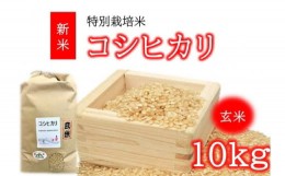 【ふるさと納税】コシヒカリ（特別栽培米）玄米 10？（新米予約9月以降発送）【1-374】