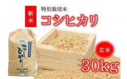 【ふるさと納税】コシヒカリ（特別栽培米）玄米 30？（新米予約9月以降発送）【3-150】