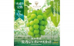 【ふるさと納税】＜2024年発送 木成り完熟＞星乃シャインマスカット(岡山県産)　2房(1.3kg以上) TY0-0587