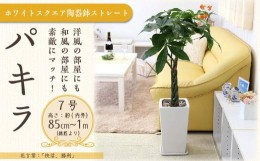 【ふるさと納税】【観葉植物】パキラ 7号 ホワイトスクエア陶器鉢 ストレート 高さ:約85cm〜1m内外(鉢底より) ｜観葉植物 インテリア 部