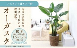 【ふるさと納税】【観葉植物】オーガスタ 10号 ブラウンバスケット鉢カバー 土の表面:ウッドチップ【観葉植物 植物 鉢付 インテリア 部屋