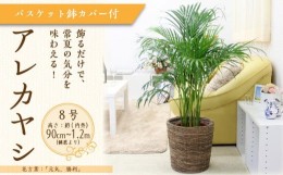 【ふるさと納税】【観葉植物】アレカヤシ 8号 ブラウンバスケット鉢カバー 土の表面:ウッドチップ ｜観葉植物 インテリア 部屋 おしゃれ 