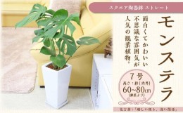 【ふるさと納税】【観葉植物】モンステラ 7号 スクエア陶器鉢 ストレート 土の表面:ウッドチップ ｜観葉植物 インテリア 部屋 おしゃれ 