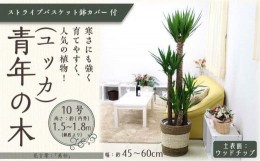 【ふるさと納税】【観葉植物】青年の木（ユッカ） 10号 ストライプバスケット鉢カバー 土の表面：ウッドチップ ｜観葉植物 インテリア 部