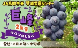 【ふるさと納税】数量限定 鳥取県産ぶどう 巨峰 種なし 2kg