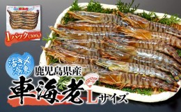 【ふるさと納税】活き〆冷凍 車海老 Lサイズ 300g  鹿児島県産 (養殖)