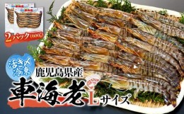 【ふるさと納税】活き〆冷凍 車海老 Lサイズ 計600g  鹿児島県産 (養殖)