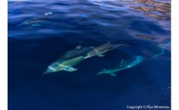 【ふるさと納税】清水町ふるさと大使　海洋生物写真家　峯水亮氏による　作品パネル　Freedom（_MG_7725_A3W）