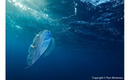 【ふるさと納税】清水町ふるさと大使　海洋生物写真家　峯水亮氏による　作品パネル　Polka-dot ribbonfish swimming in the morning sun