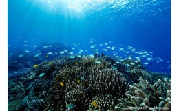 【ふるさと納税】清水町ふるさと大使　海洋生物写真家　峯水亮氏による　作品パネル　Shallow coral reefs and fishes（_MG_2031_A4）