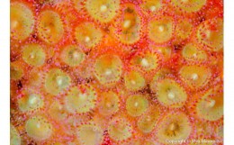 【ふるさと納税】清水町ふるさと大使　海洋生物写真家　峯水亮氏による　作品パネル　Jewel anemone（_MG_2940_A4）