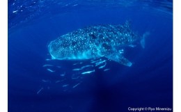 【ふるさと納税】清水町ふるさと大使　海洋生物写真家　峯水亮氏による　作品パネル　Whale shark（IMG_000140_A4）